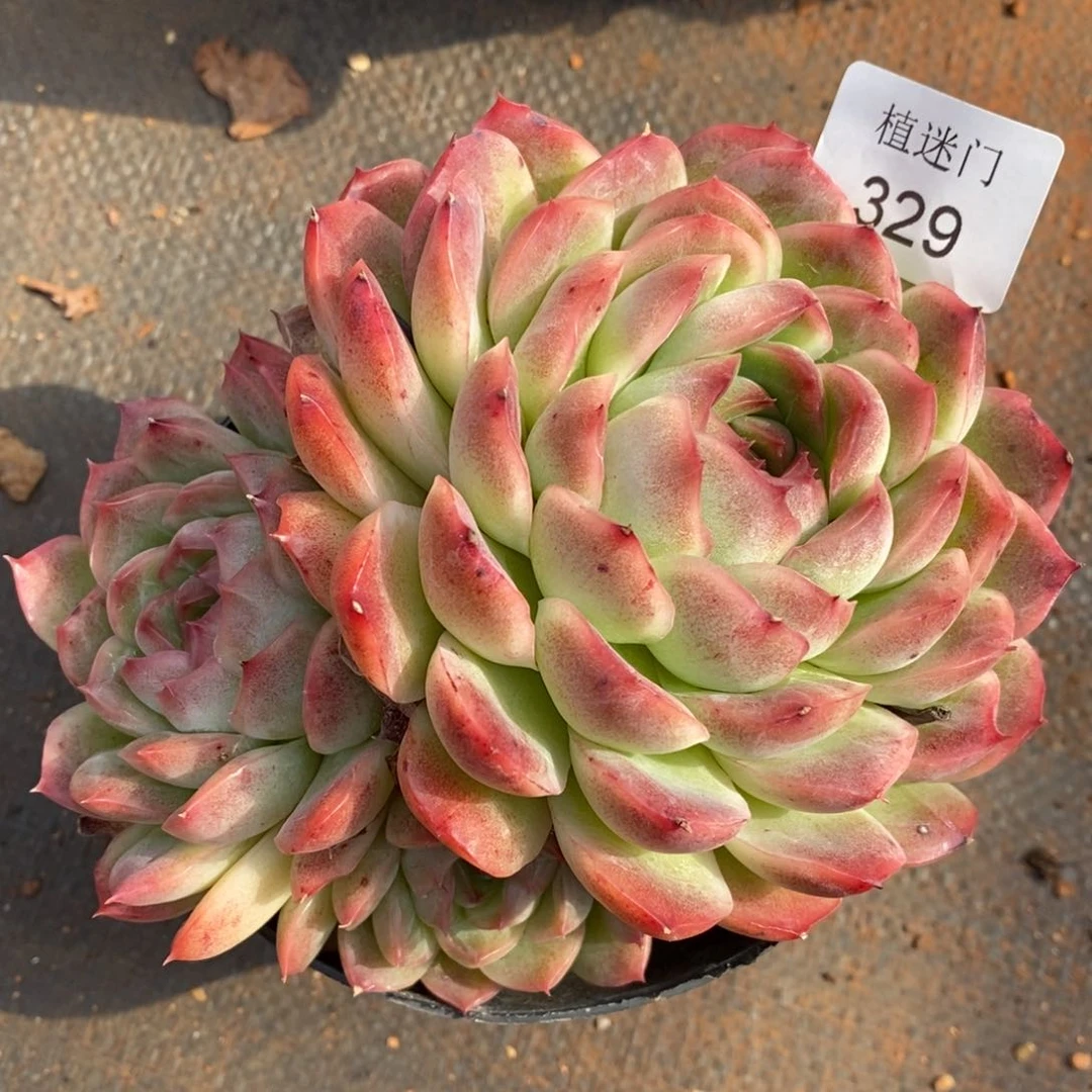 暖*。杂交精品多肉329