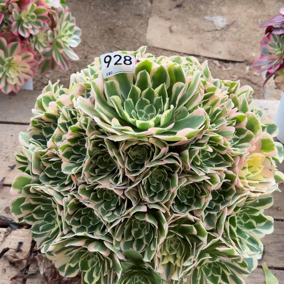 【闪购商品】928多肉