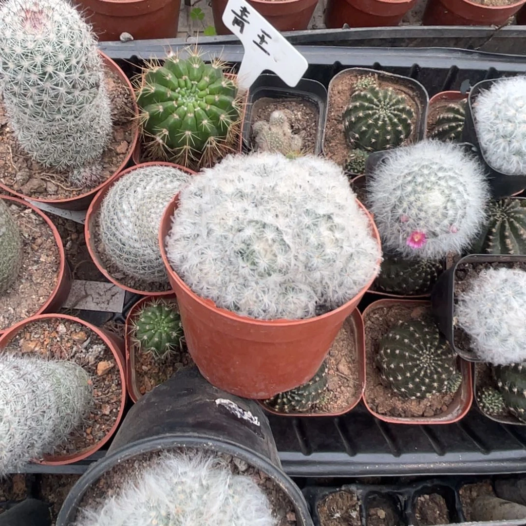 幽***燕多肉植物仙人球系列