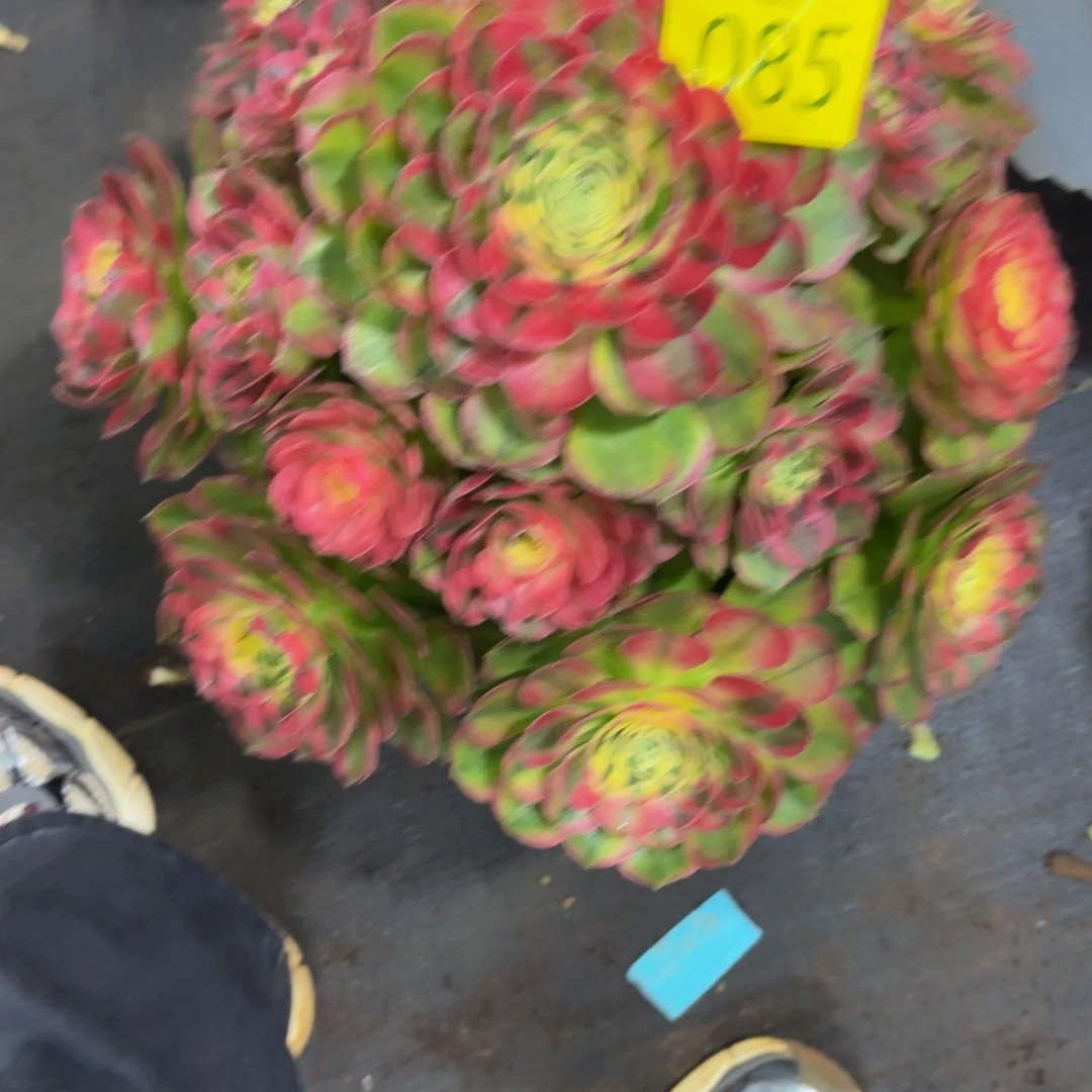 哈哈多肉葡萄085海仙