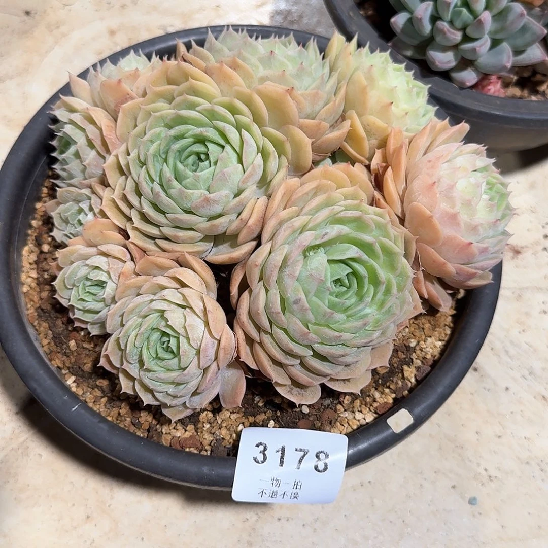 松***?3178号昂斯洛