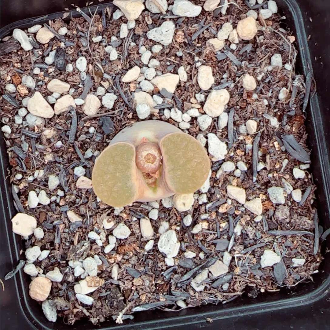 球球，，，。，，，，，，，，，，，，，，，