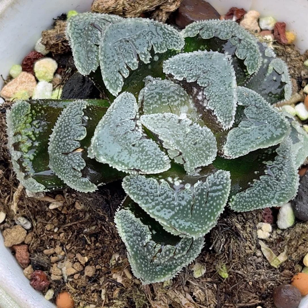 33水晶糖福利专场