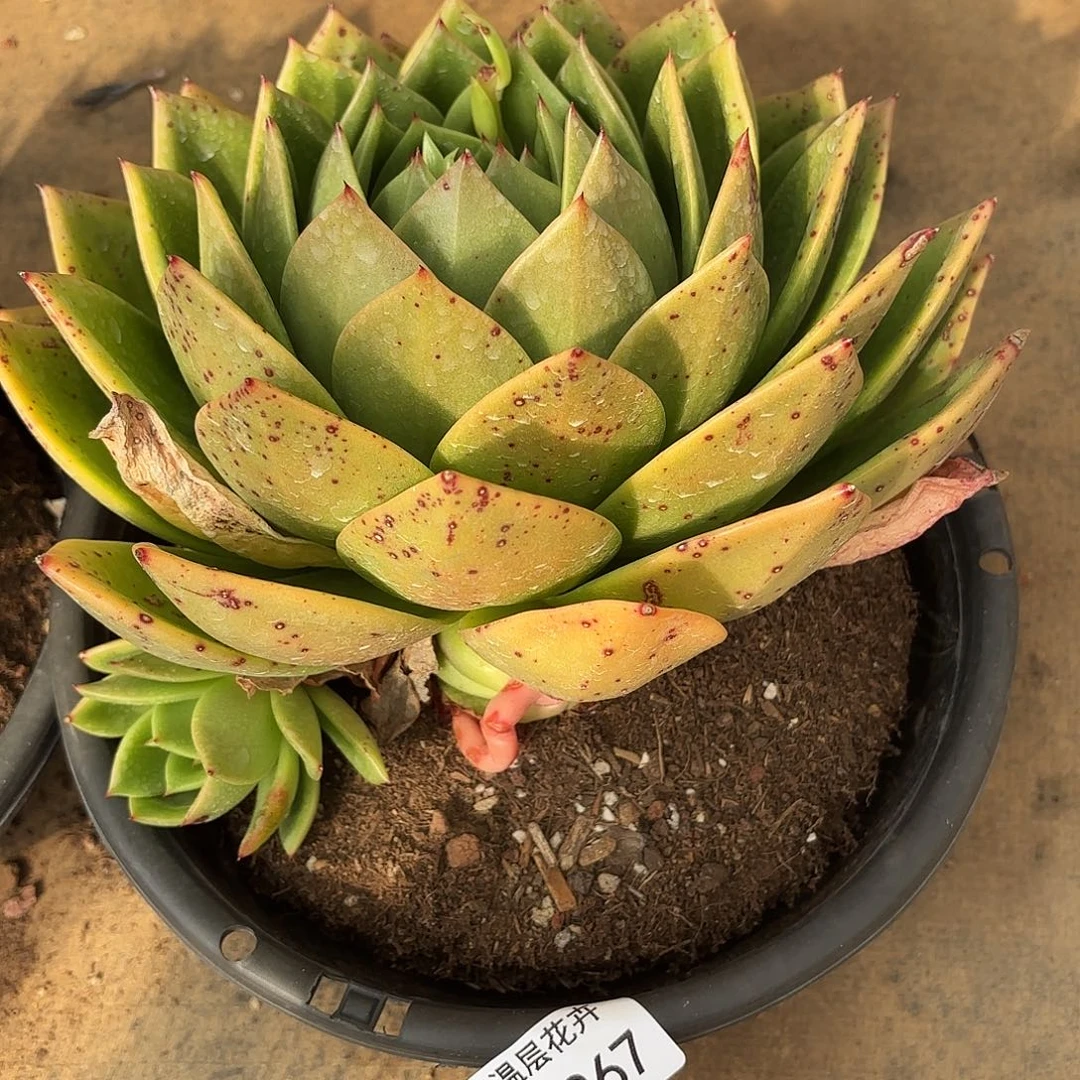 ?****?同温层多肉翠花267