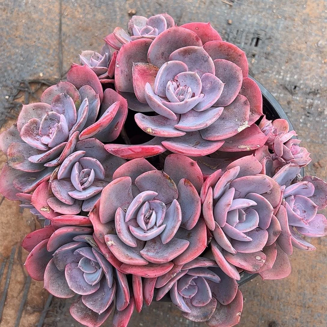 尘埃玫瑰，一物一拍