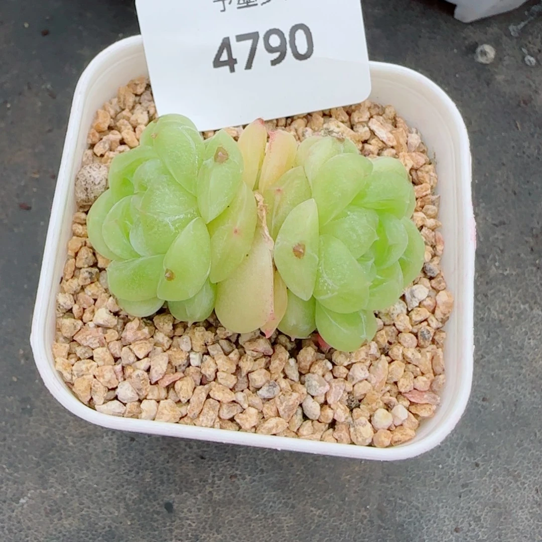 倾城珍妮，4790多肉植物