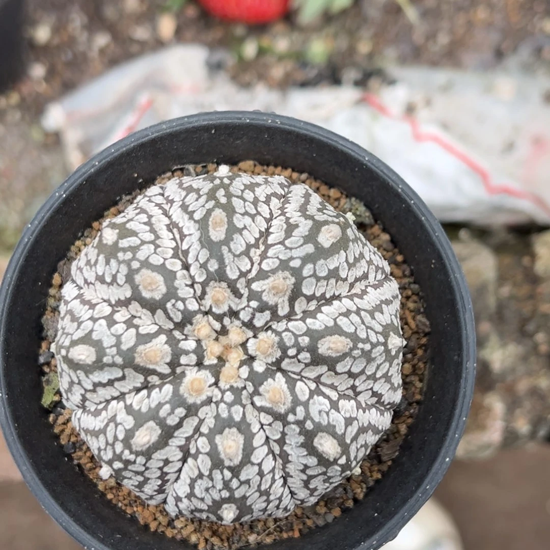 泰系实生超兜带盆发