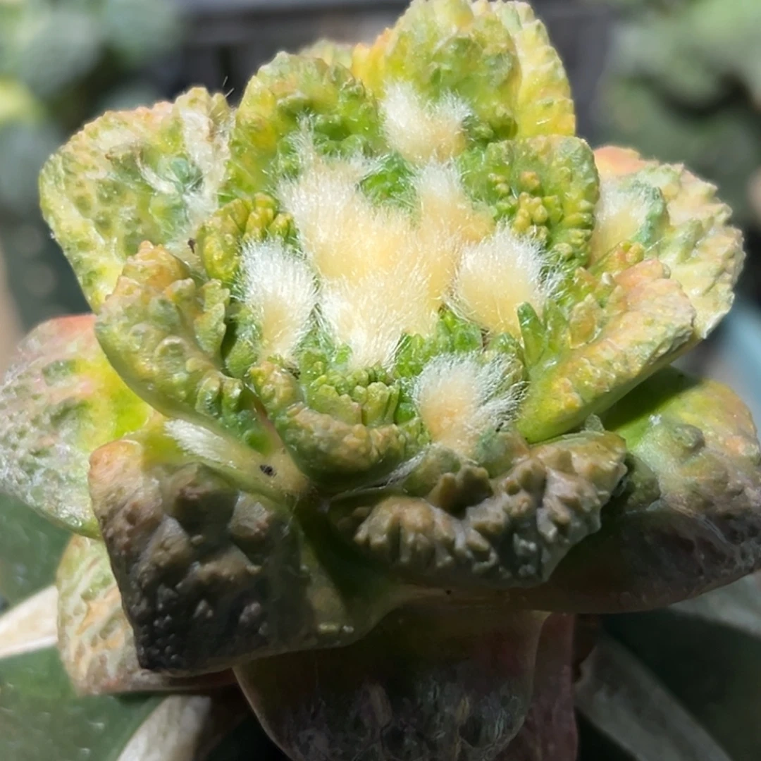 完全开放福利散班大尤炸尤龟怒牡丹锦068