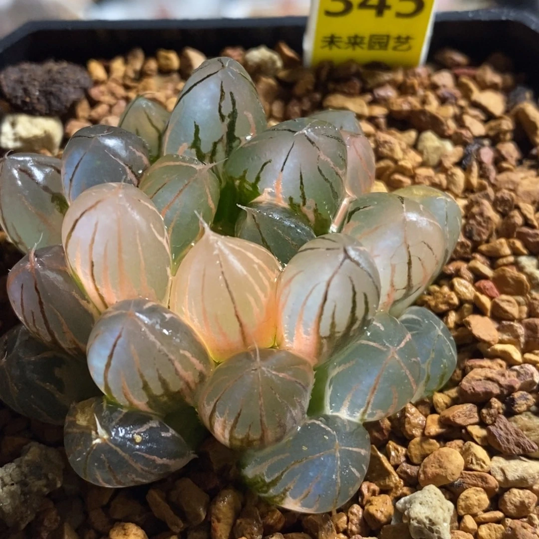 345霓虹灯玉露锦发财