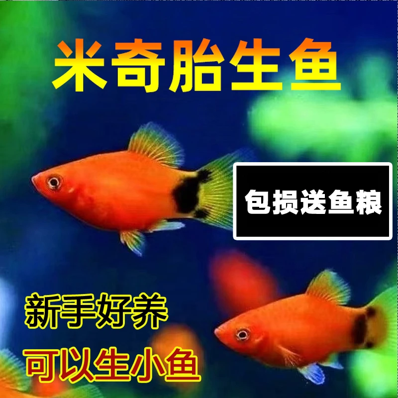 【米奇鱼】红红火火的小型热带淡水鱼繁殖生小鱼包损