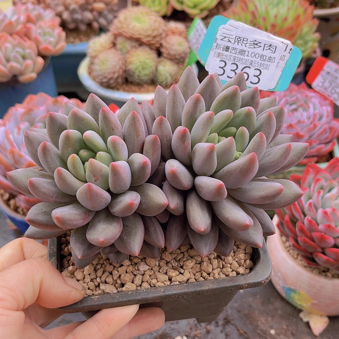 3363红蜻蜓。