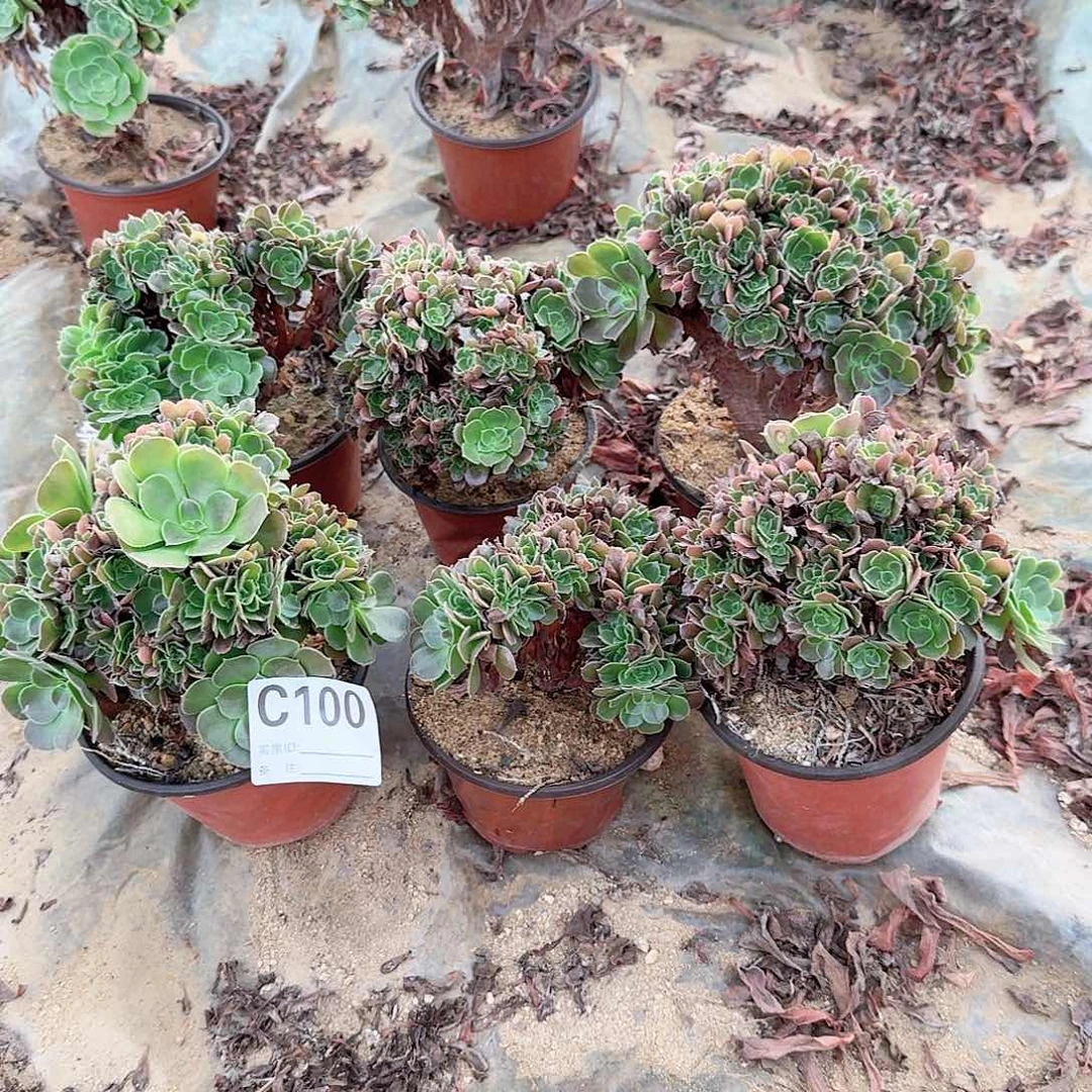 100火玫瑰朵朵共6颗