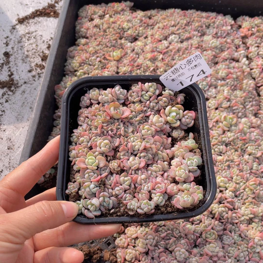 云糖心多肉植物174
