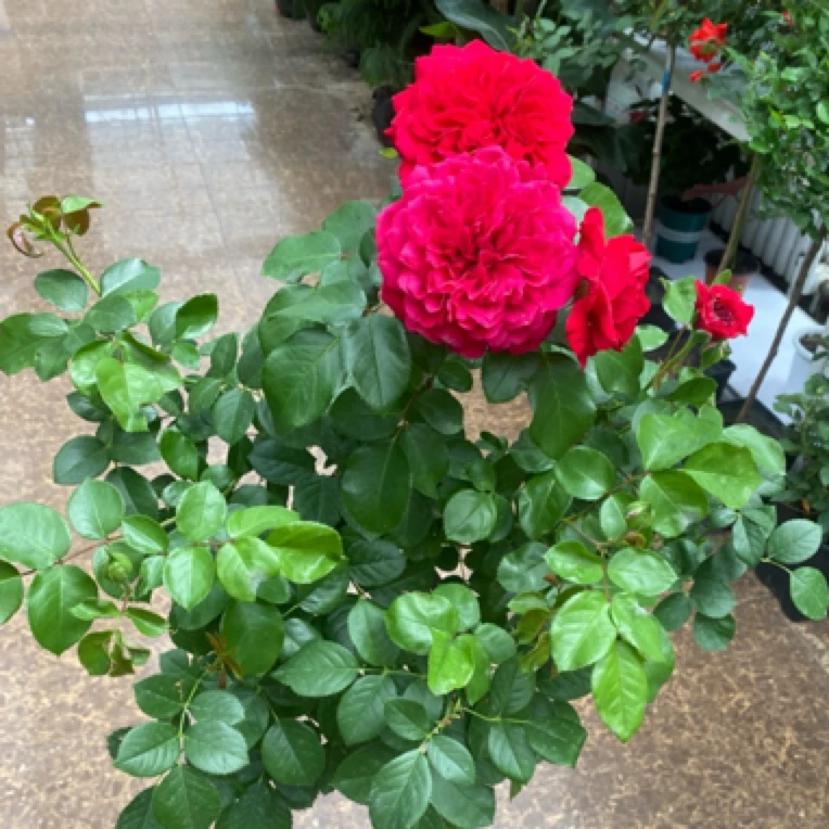 红色达芬奇棒棒糖月季庭院盆栽花卉