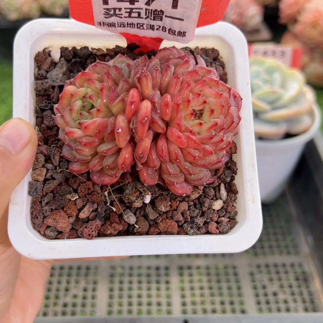 表妹精品多肉1471.