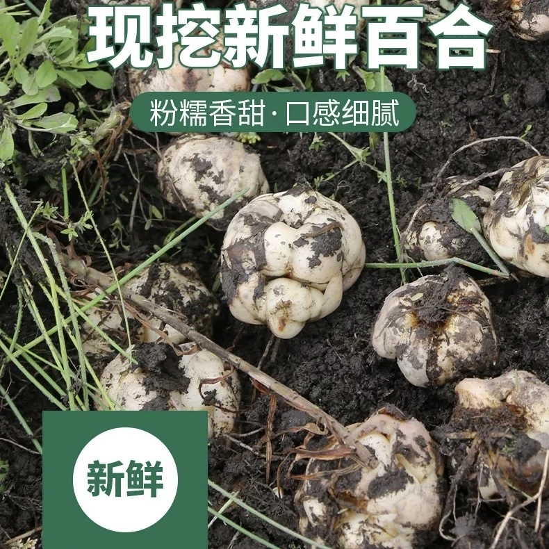 云南高山现挖甜百合软糯爽口新鲜蔬菜百合非卷丹龙牙兰州百合