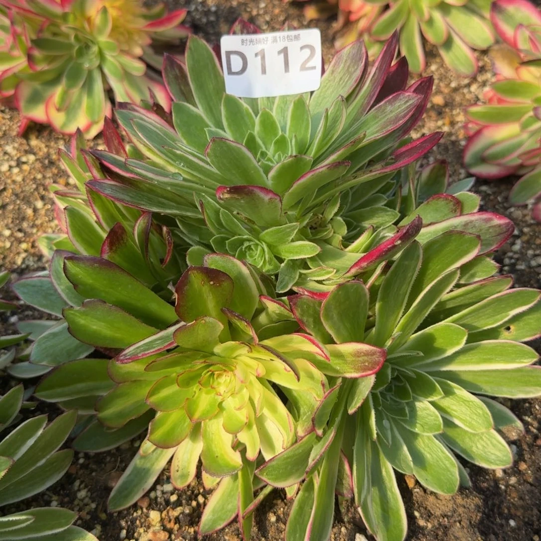 112海王。多肉植物