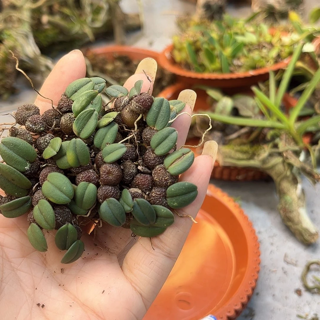 棠*花12。。。。。。。。。。。。。。。