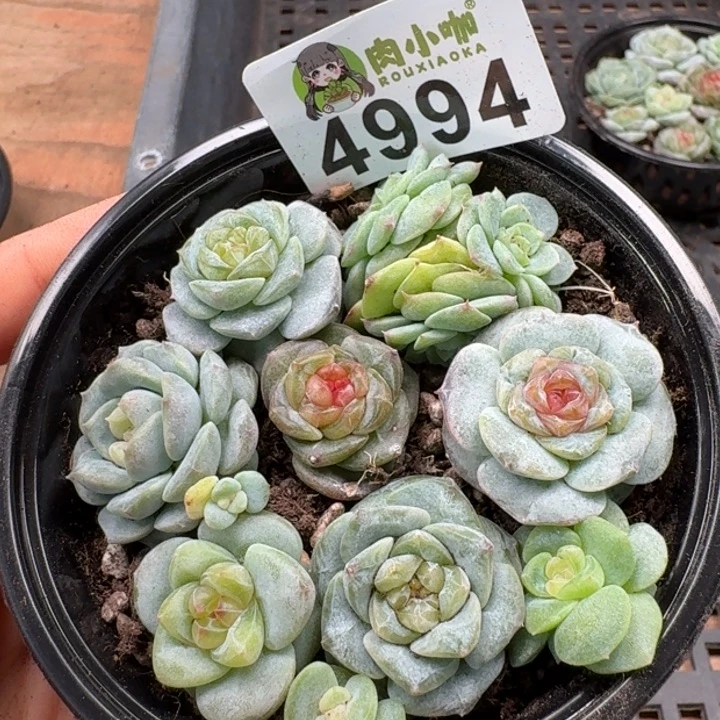 多肉植物多肉植物