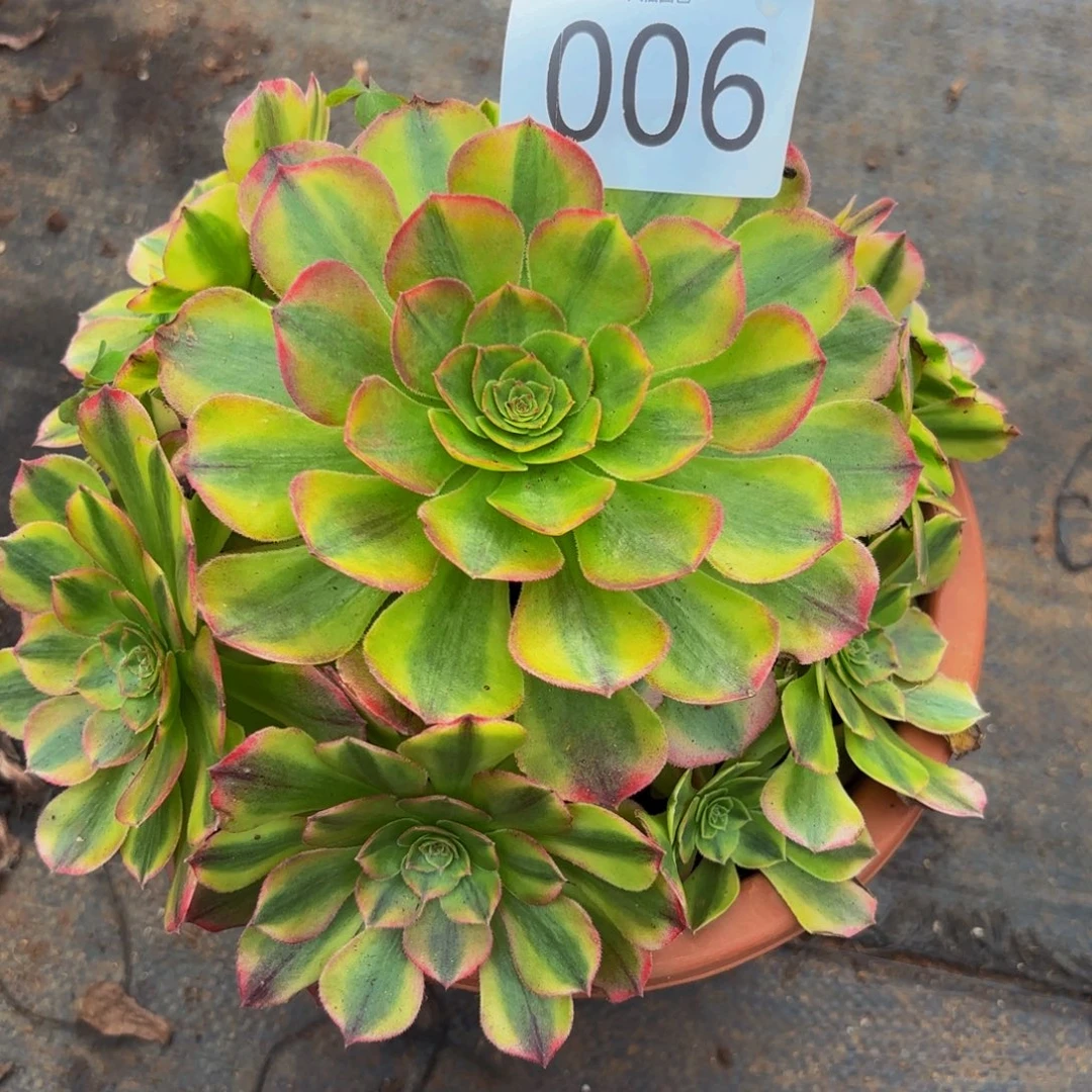006多肉植物雨荷特价