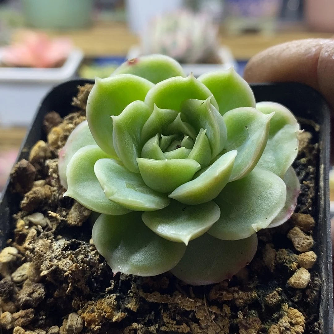 27208 水晶虾饺多肉