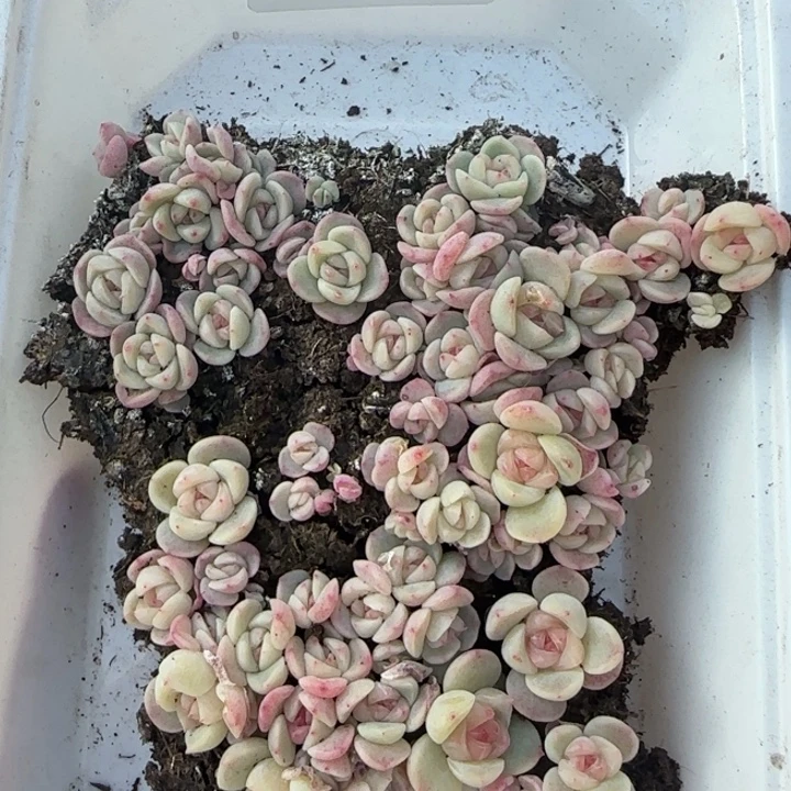 584号TT01珍妮50颗