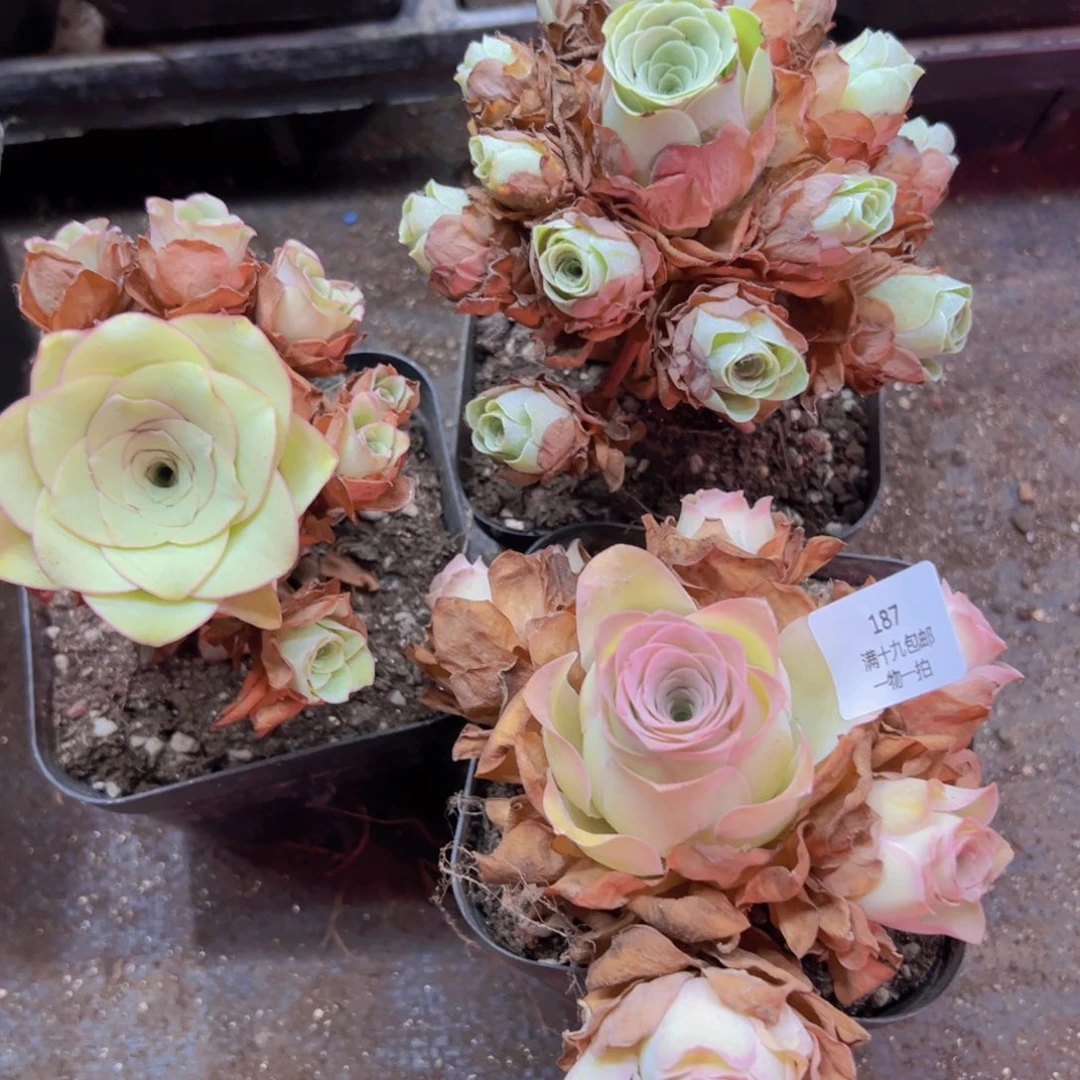 T***4187 裸根不带土发货不包损