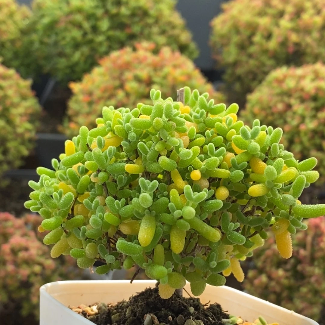 蜜橘糖球1038枝干番杏