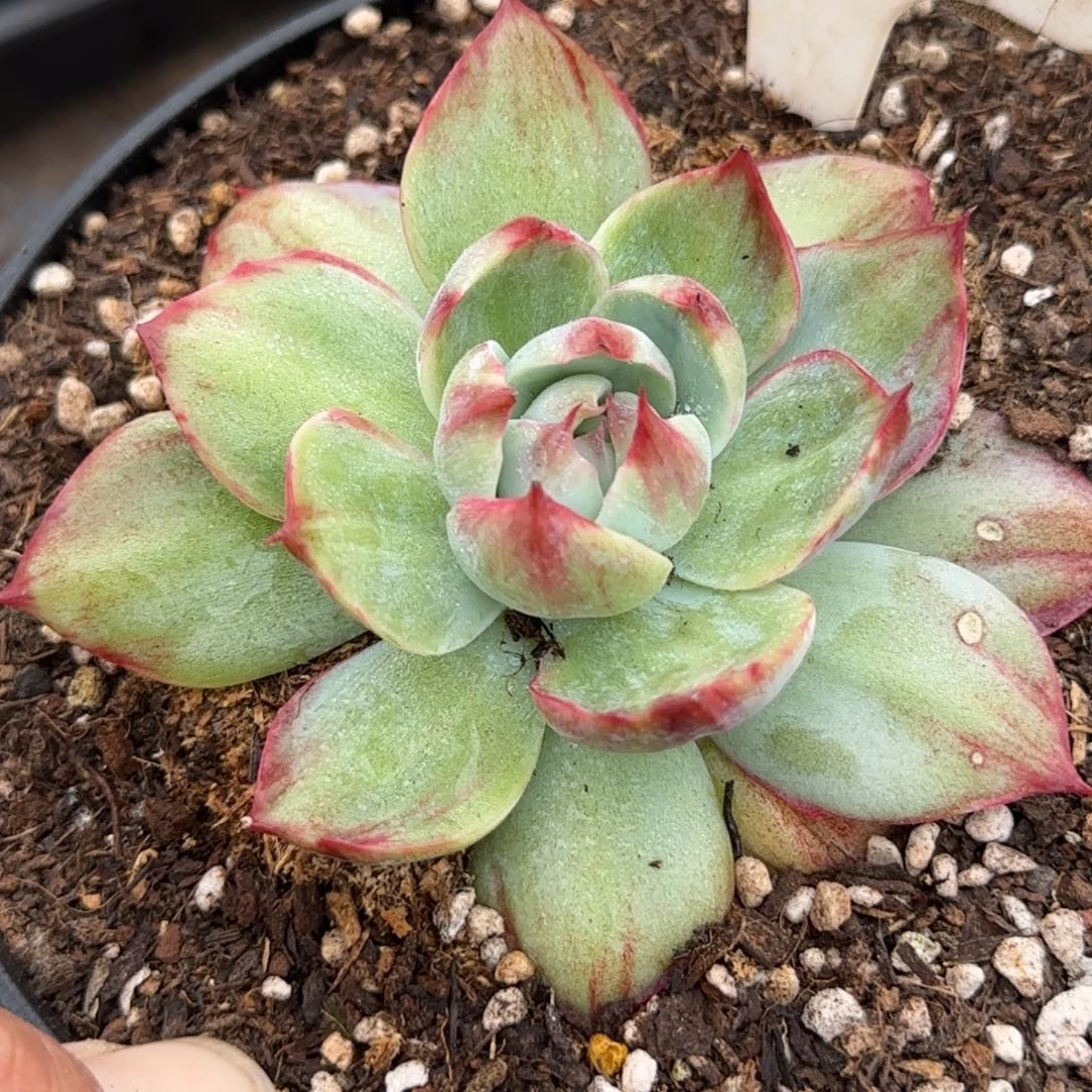 惊鸿一物一拍包装收缩花旱835