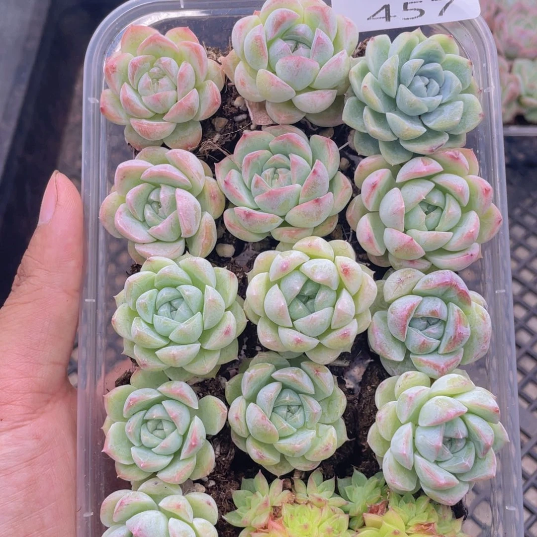 云糖心多肉植物457