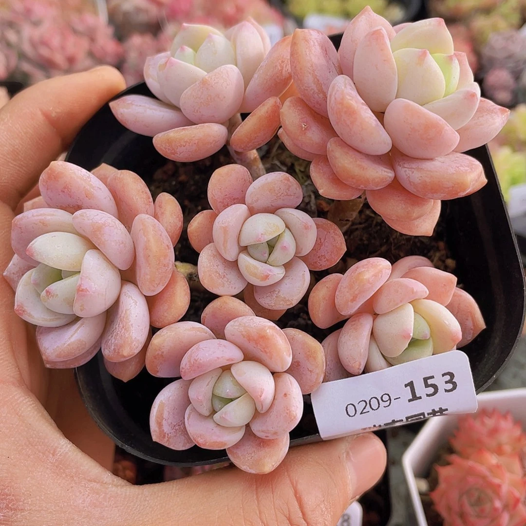 000000000000153量拍