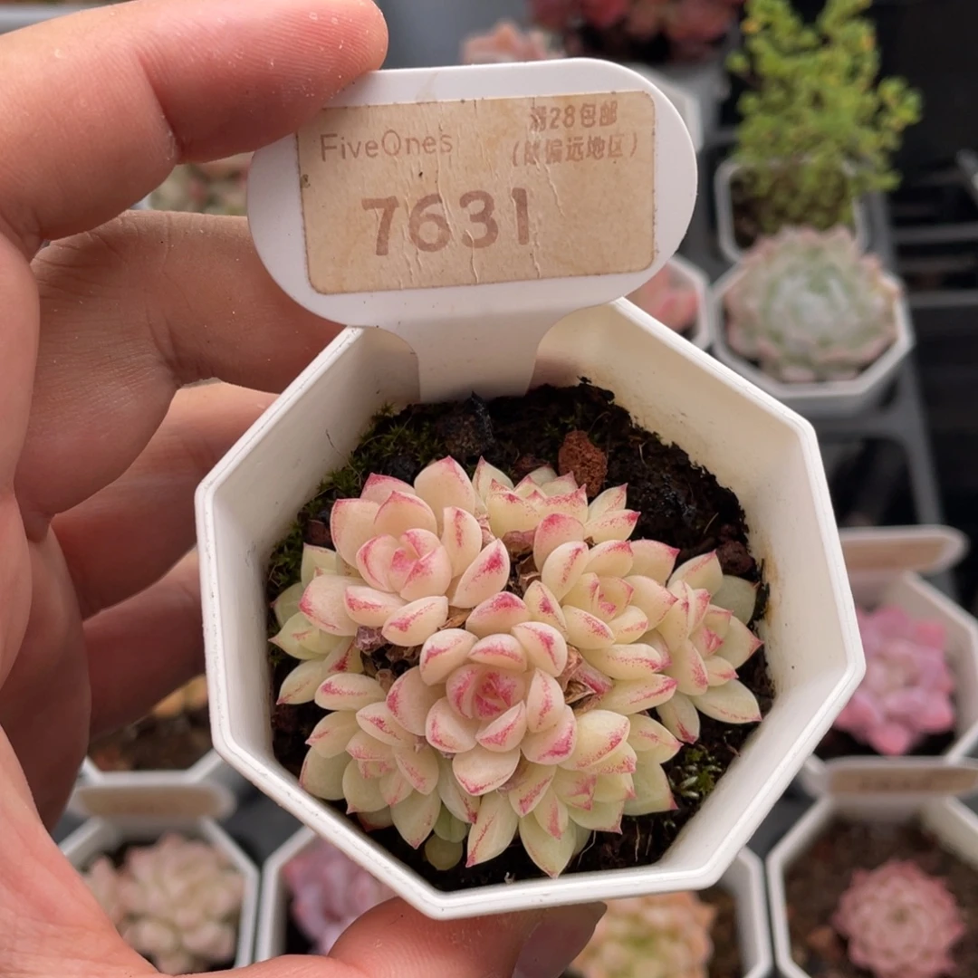 边线女王7631-6厘米