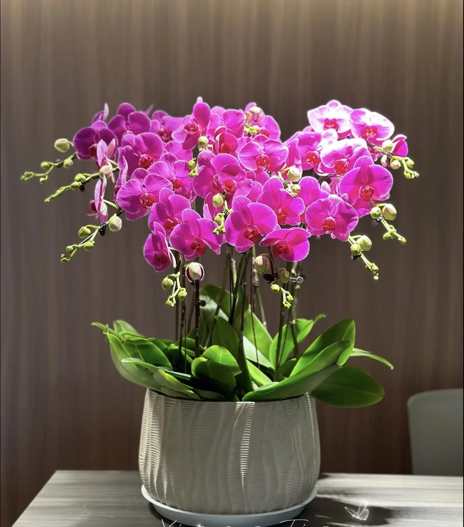 蝴蝶兰直播间好养花所有优惠价拍这个链接