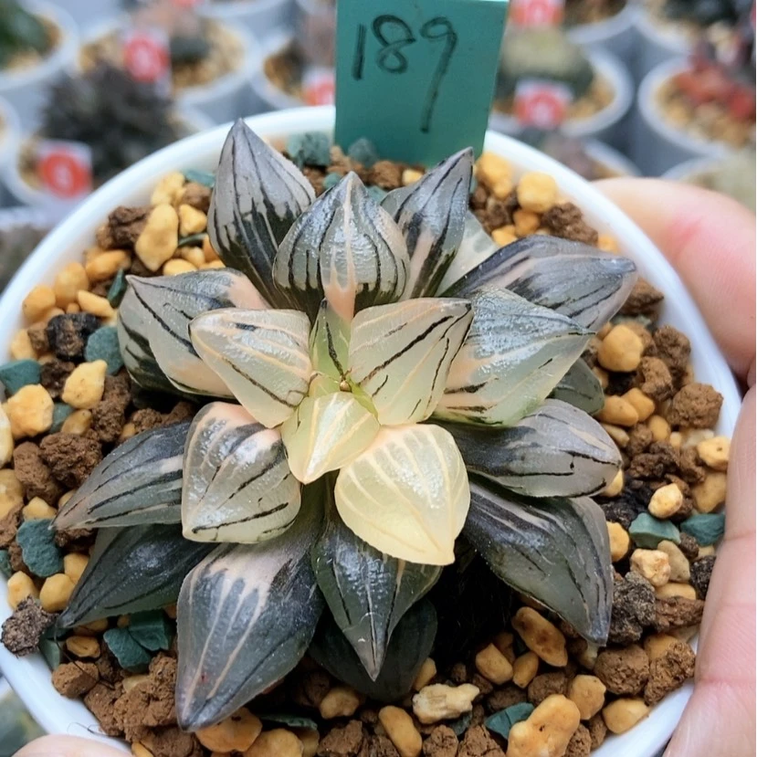 【闪购商品】189西瓜锦