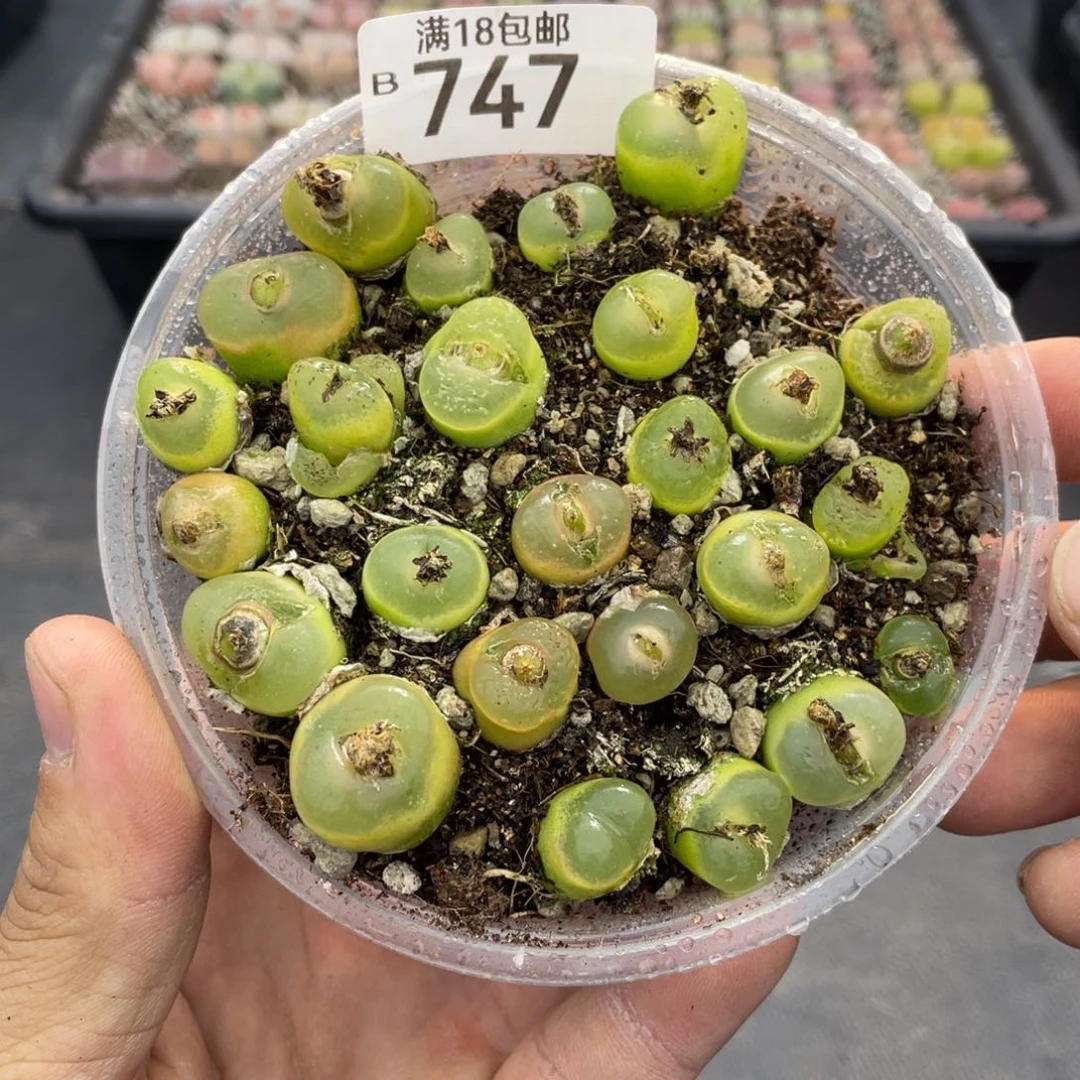 红陶00000000000747