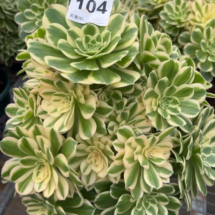 104碧玉25厘米左右