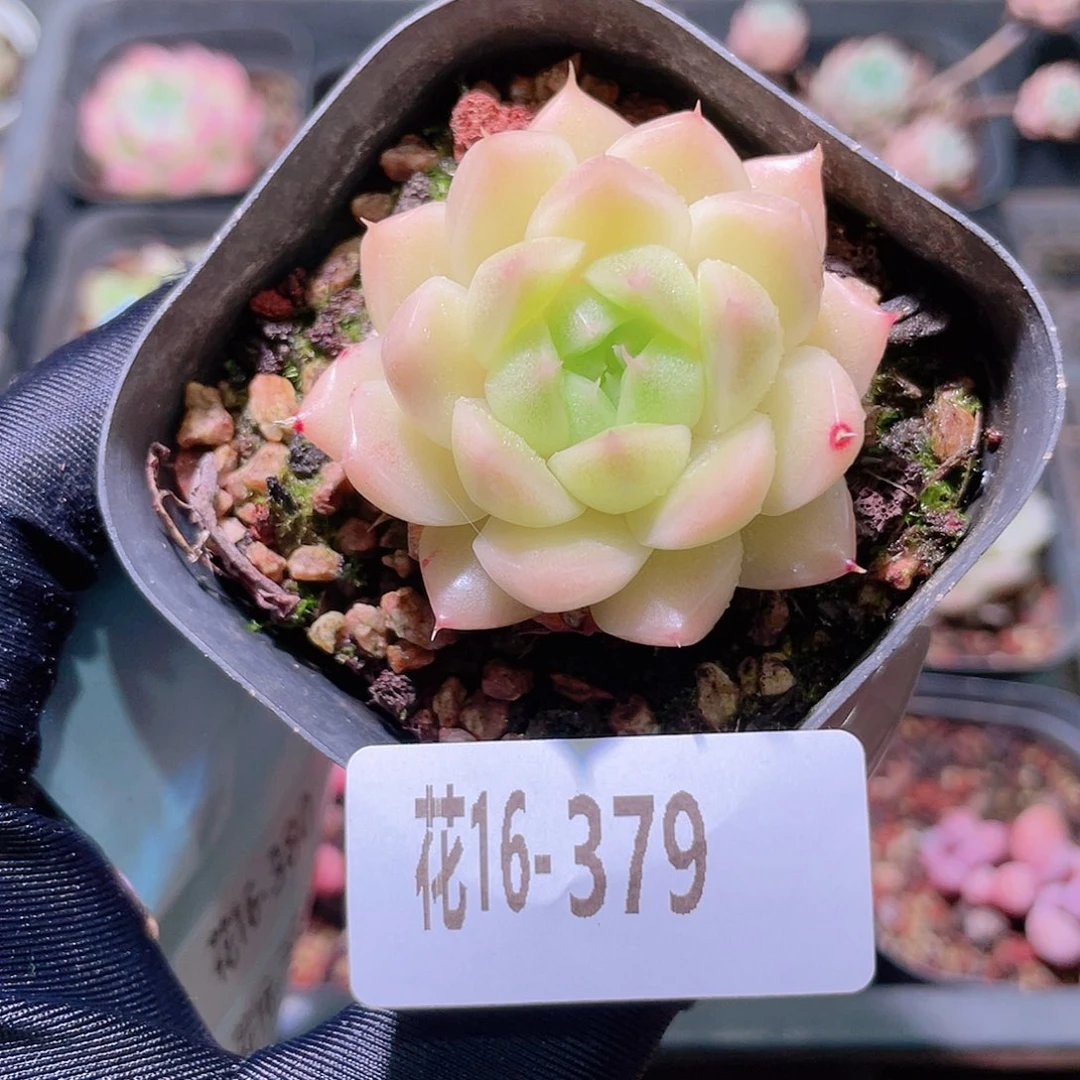 花利美16-379麦秆