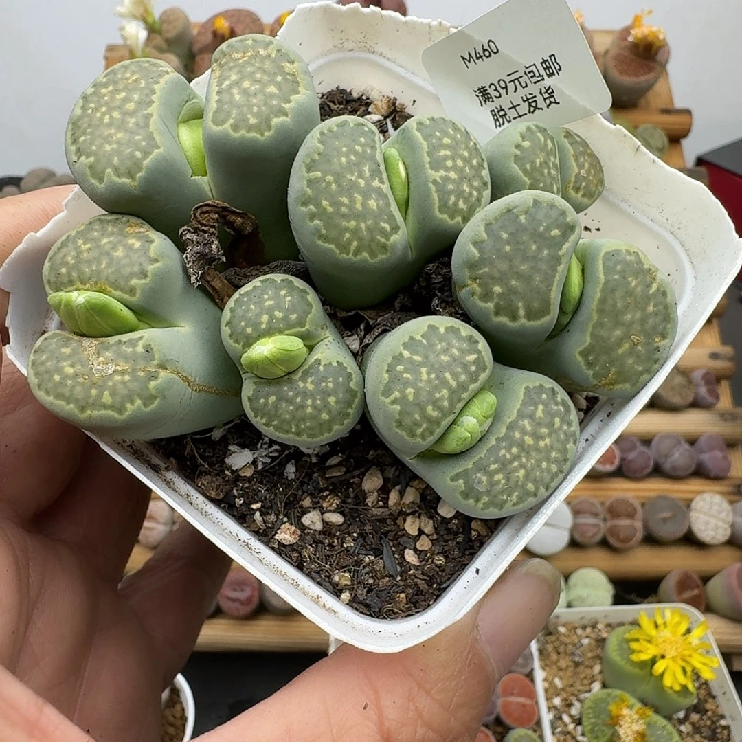 460多肉哈哈哈哈哈哈哈