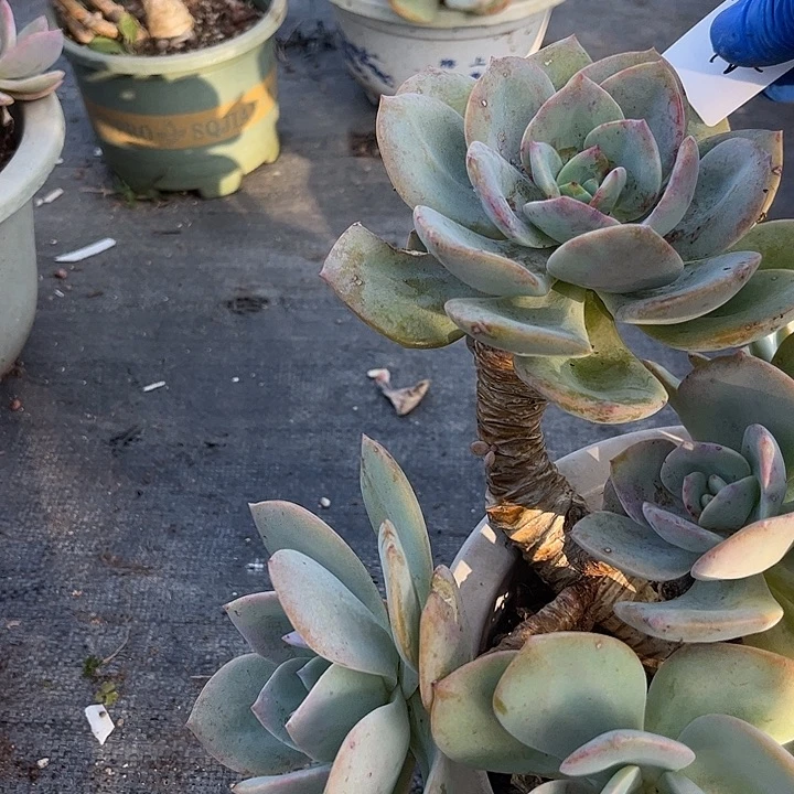 颖***凡218白凤脱土发货不退不换
