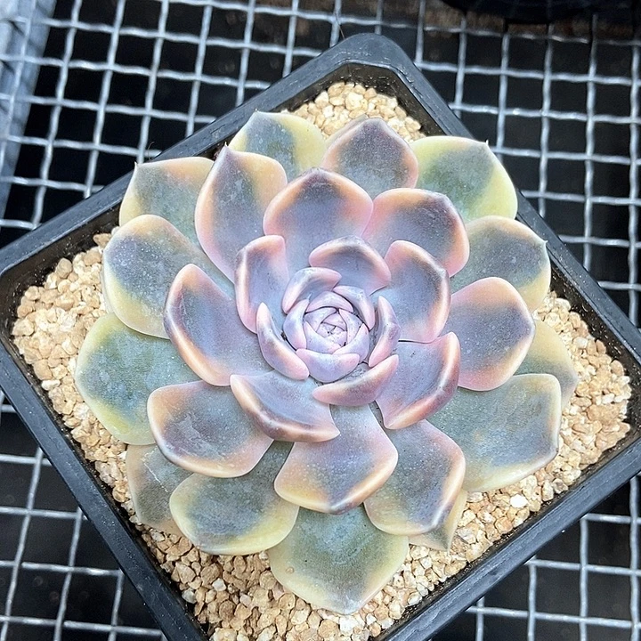 汉堡锦多肉植物的