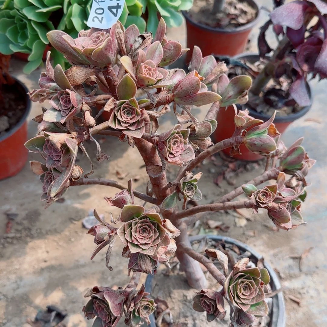 圣诞489满20包邮断枝不包