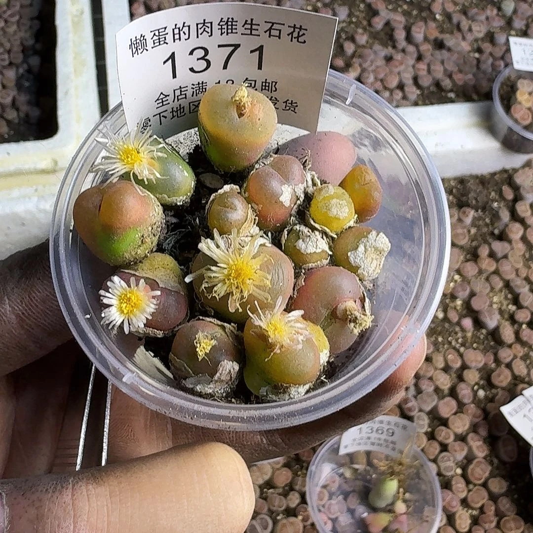 1371 哈哈哈哈哈哈哈哈