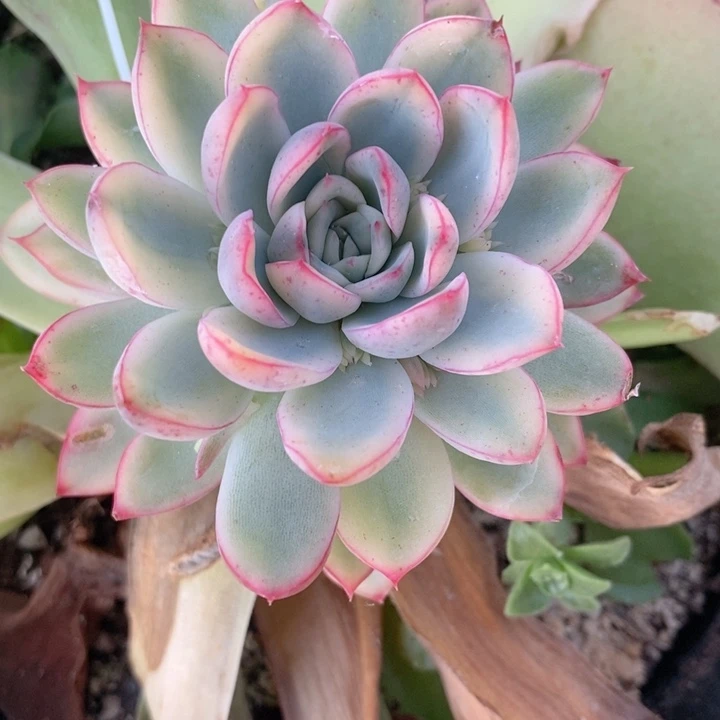 超白荷花锦多肉锦景天