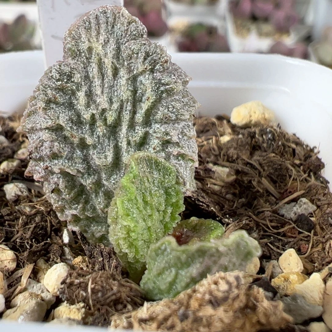 w大鱼海棠多肉植物水泡