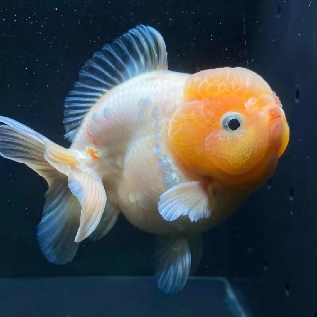 直播链接百褶泰狮 元宝狮 将军泰狮 [无开箱视频无售后 入缸不保]