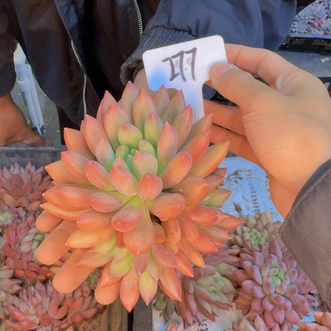 忆***Y多肉植物的生长发育与