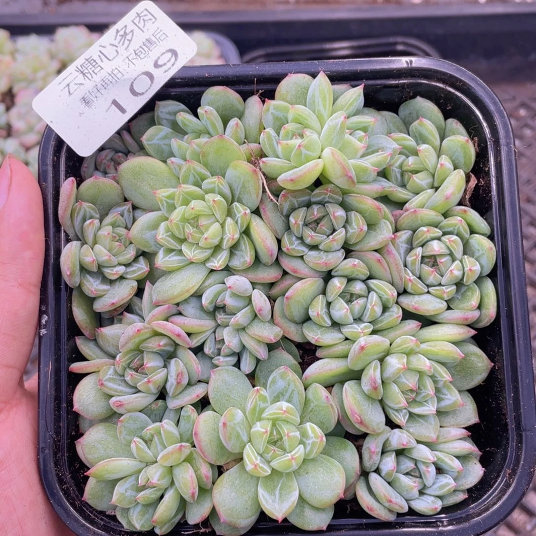 云糖心多肉植物109