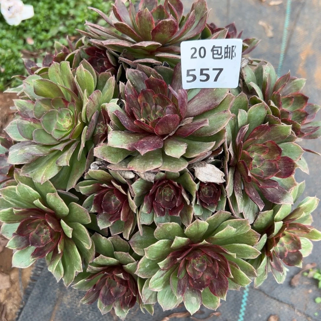 557红丝绒，满20包邮嘟叮熊