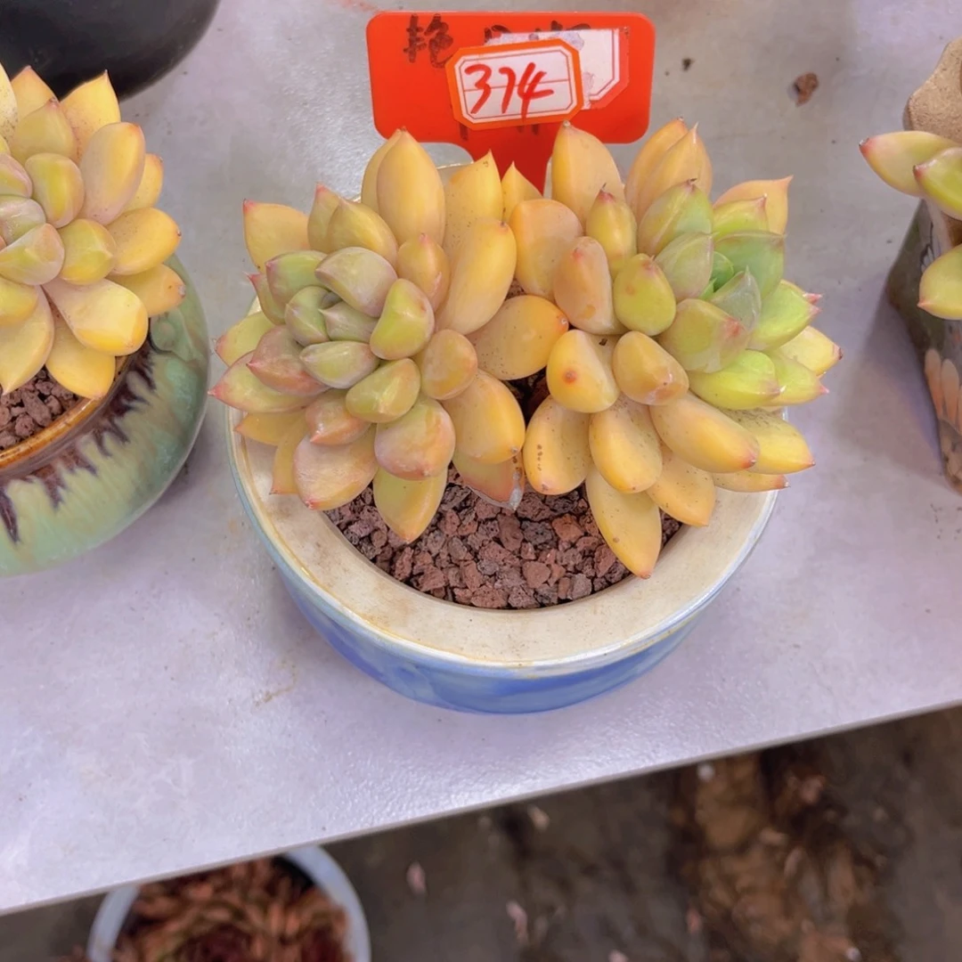 潔象牙374多肉植物