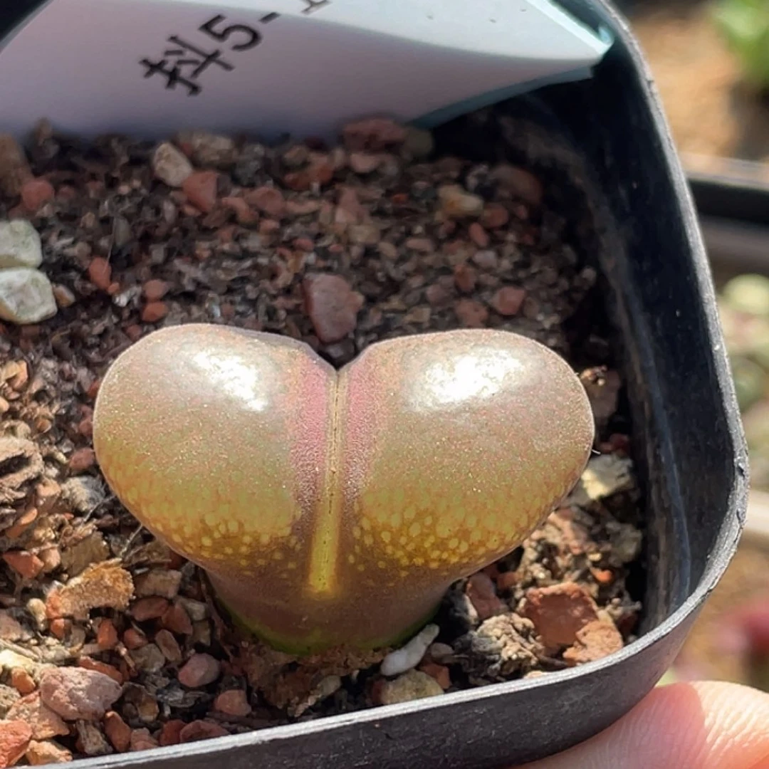 5-144风铃多肉植物